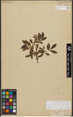 Foto von Salix waldsteiniana Willd.